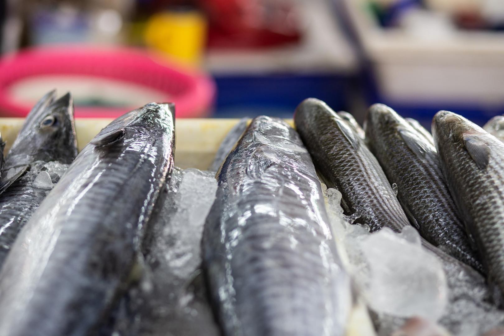 حملة مقاطعة الأسماك في بورسعيد: أدت إلى إغلاق 70% من المتاجر